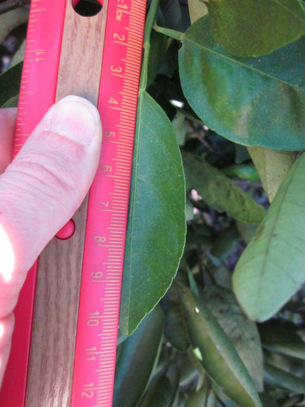             Unifoliolate leaf (Winter Haven, FL)       